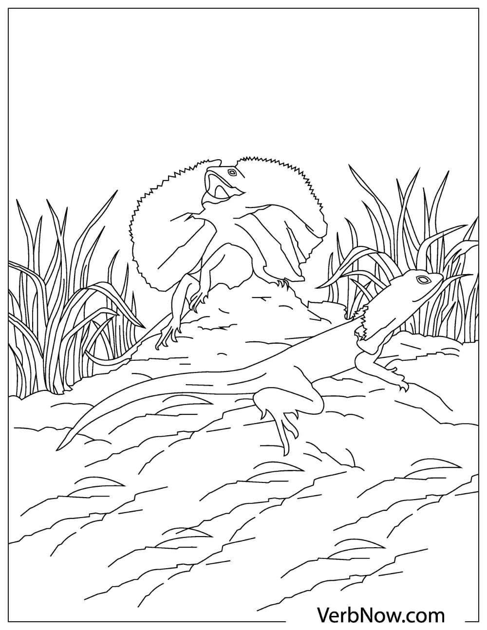 Two frilled neck lizards walking on the ground with one lizard spreading its frill. 