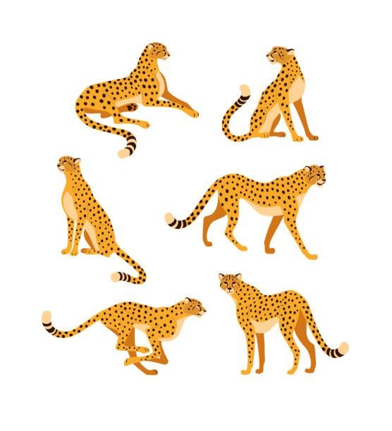 How to draw a cheetah.