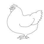 How To Draw A Chicken: Easy Step-By-Step Instructions Chicken Draw Step 6