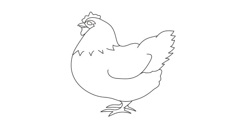 How To Draw A Chicken: Easy Step-By-Step Instructions Chicken-Draw-Step-7
