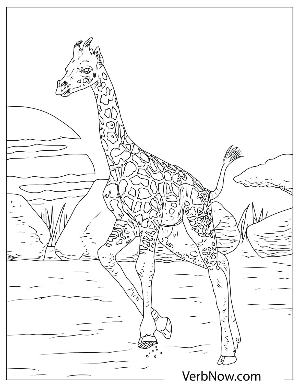 Tall giraffe running on a field during sunset.