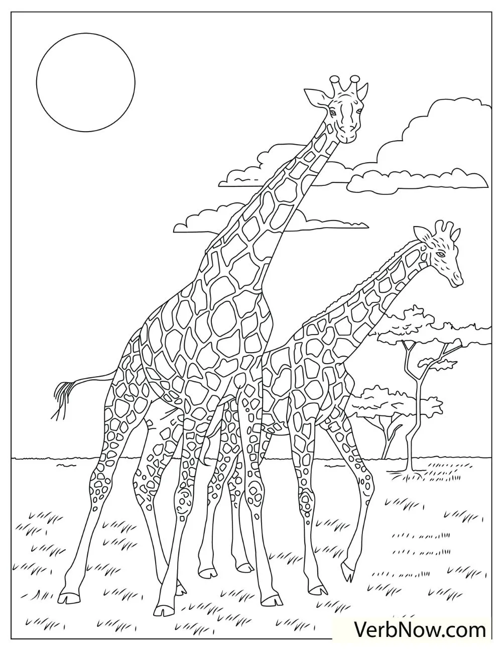 Two fabulous giraffes walking on a field.