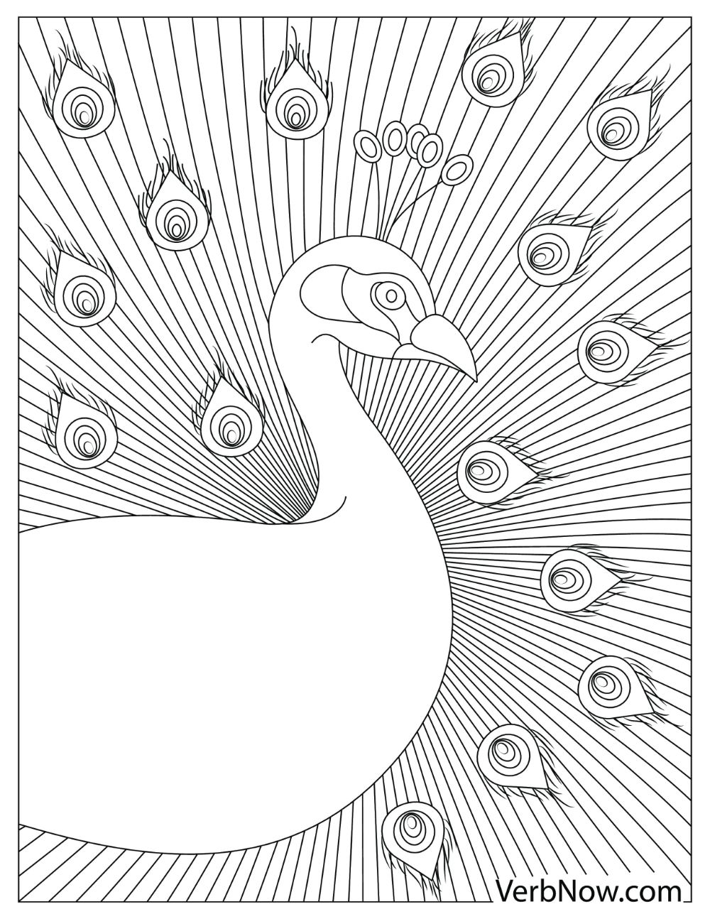 An illustration of a peacock spreading its tail in a linear pattern.