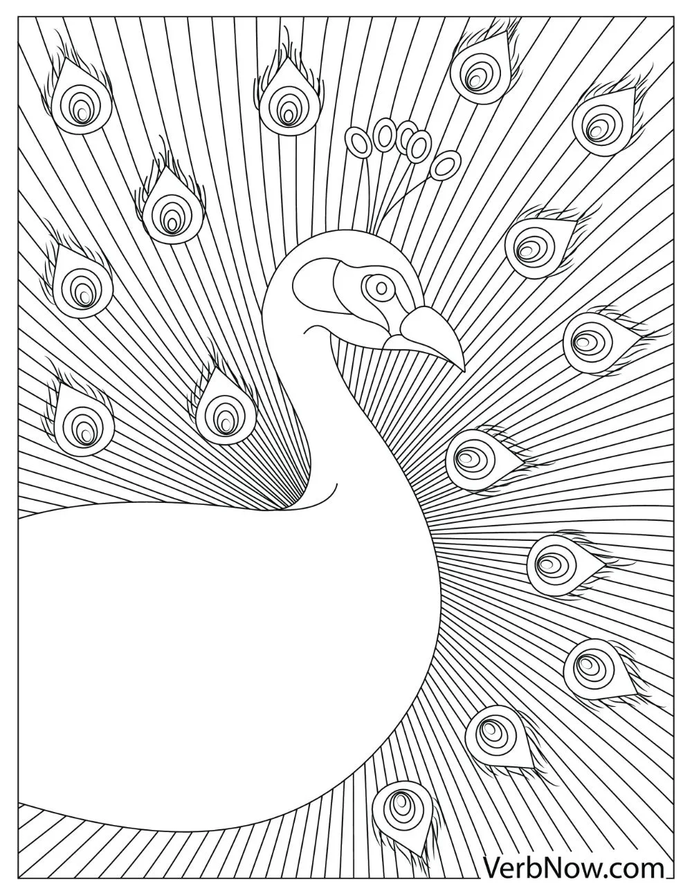 An illustration of a peacock spreading its tail in a linear pattern.