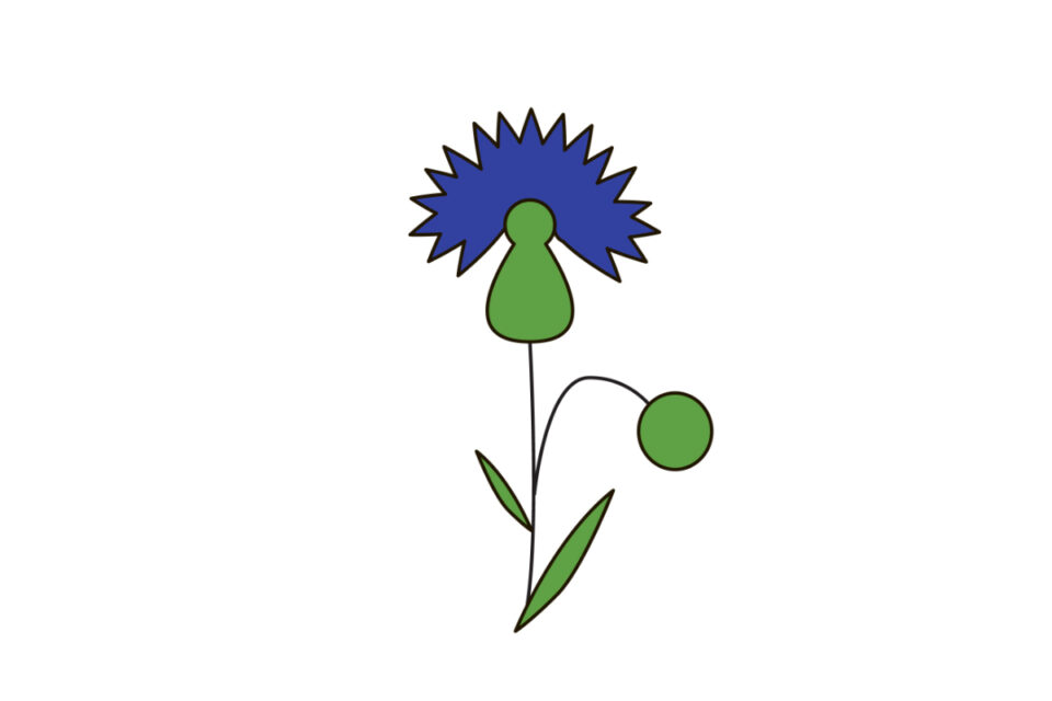 How to Draw a Cornflower in 9 Simple Steps VerbNow