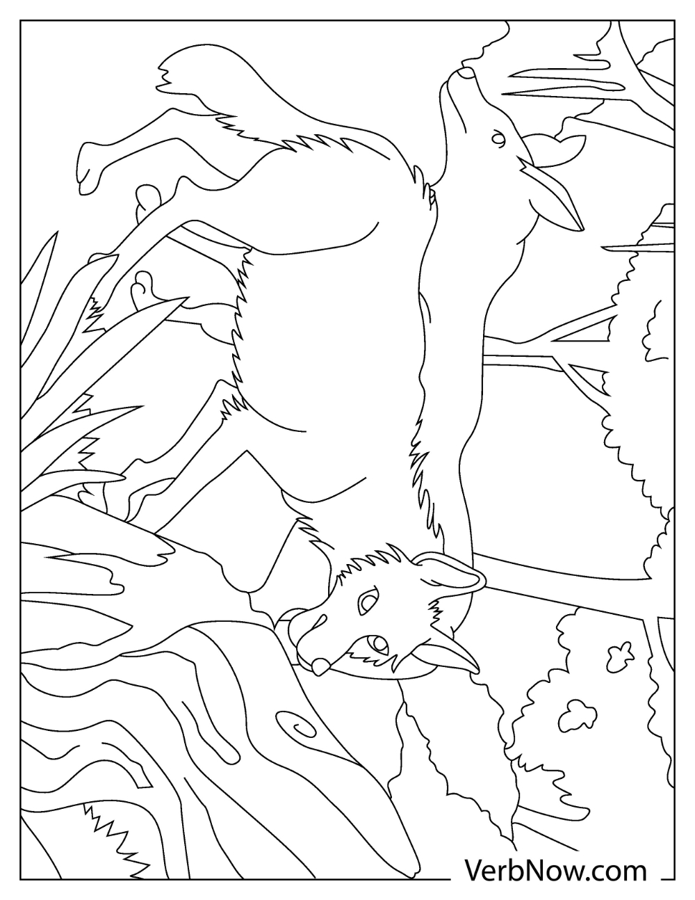 Two coyotes looking for prey coloring page