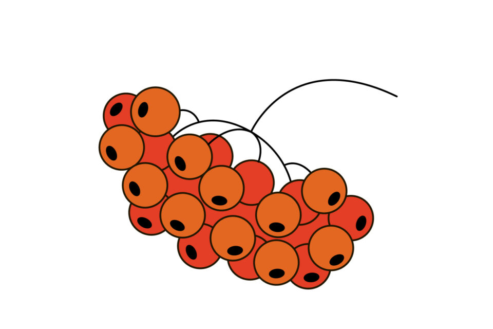 How to Draw a Red Rowan in 9 Easy Steps - VerbNow