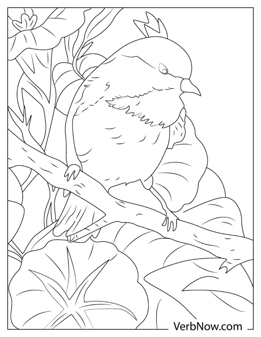 Free CHICKADEE Coloring Pages for Download (Printable PDF)