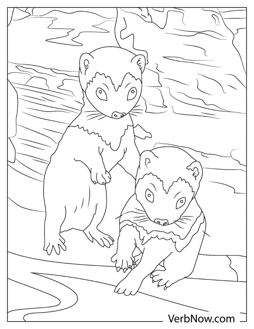 Free FERRET Coloring Pages & Book for Download (Printable PDF) VerbNow