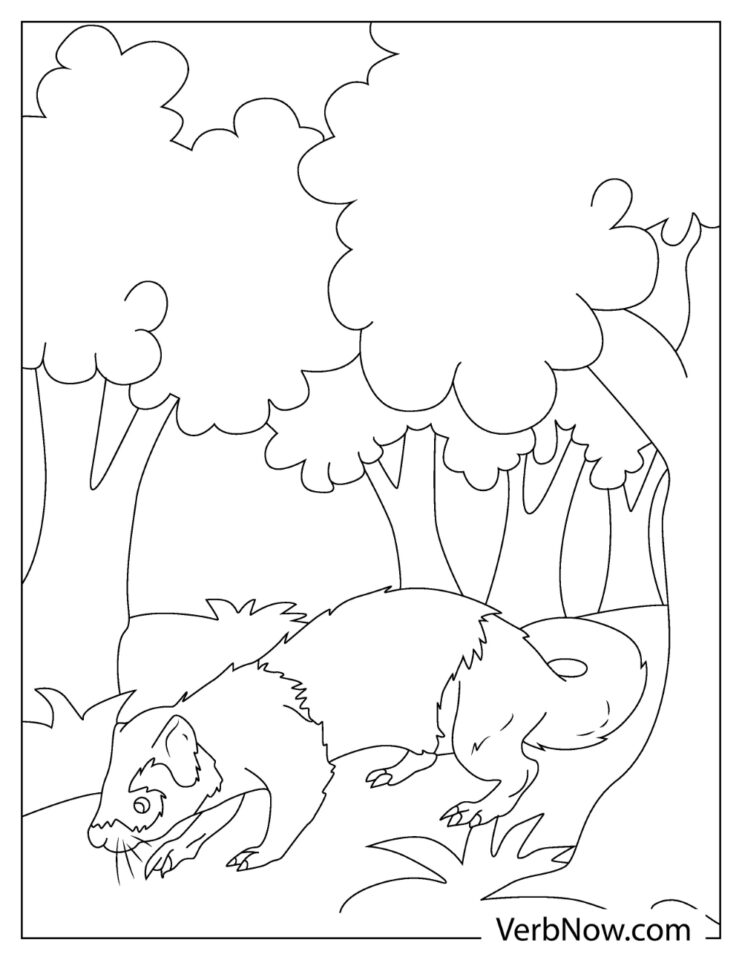 Free FERRET Coloring Pages for Download (Printable PDF)