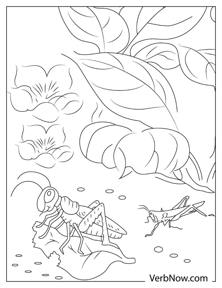 Free GRASSHOPPER Coloring Pages for Download (Printable PDF)