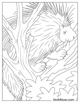 Free PORCUPINE Coloring Pages for Download (Printable PDF)