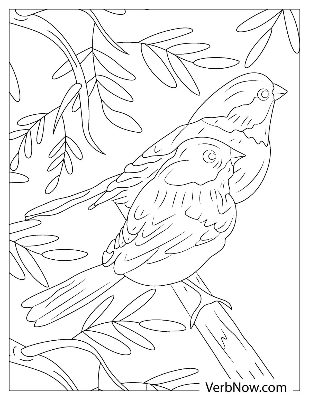 Red-breasted robin coloring page for children