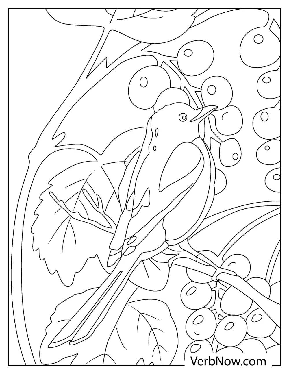 Coloring page of robin with berries