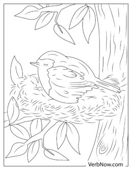 Free ROBIN Coloring Pages for Download (Printable PDF)