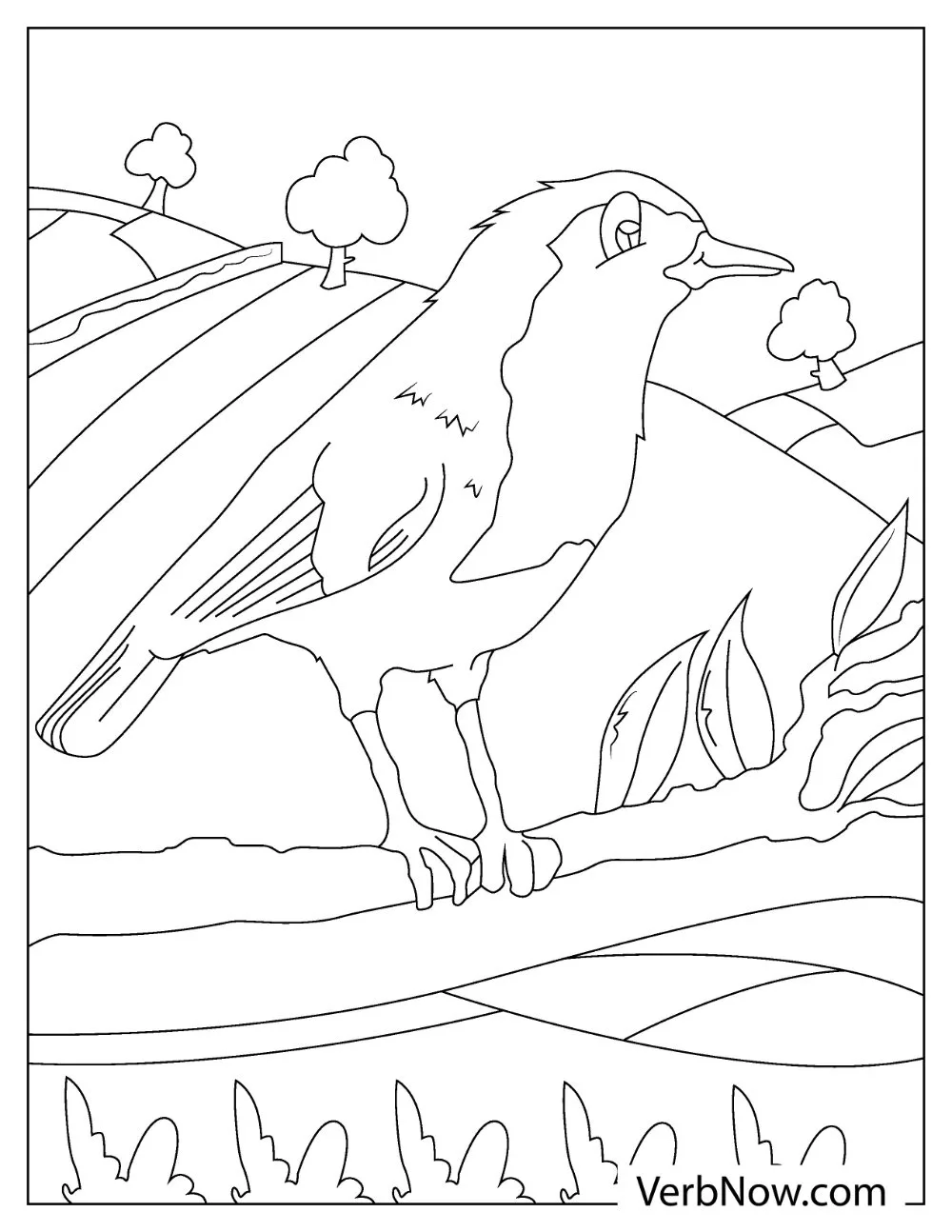 Forest robin bird coloring printable