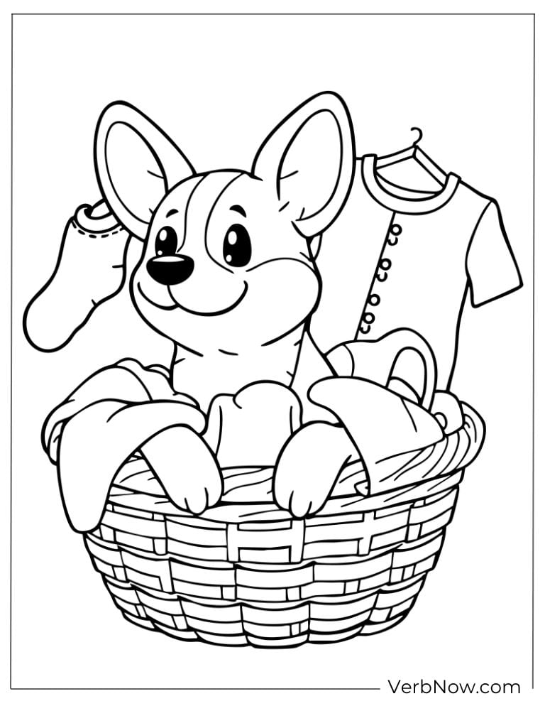 Corgi sits cutely in a laundry basket