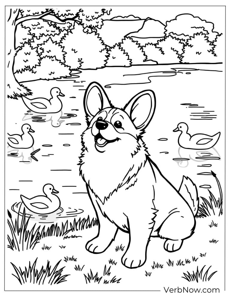 A corgi relaxes near a pond with ducks