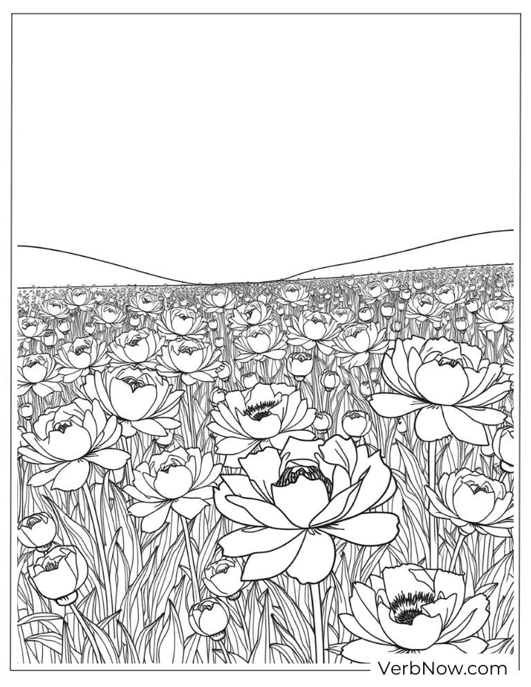 A wide field full of blooming peonies