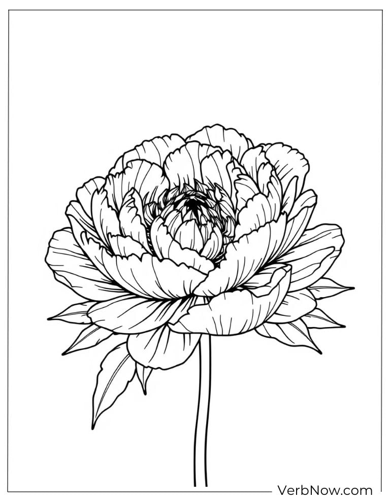 Single large peony in full bloom on a stem