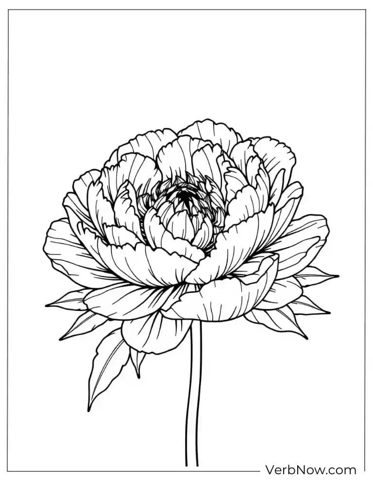 24 Free Peony Coloring Pages For Kids (Printable PDF) Single large peony in full bloom on a stem