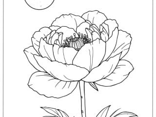 Peony Coloring Pages 2 featured image