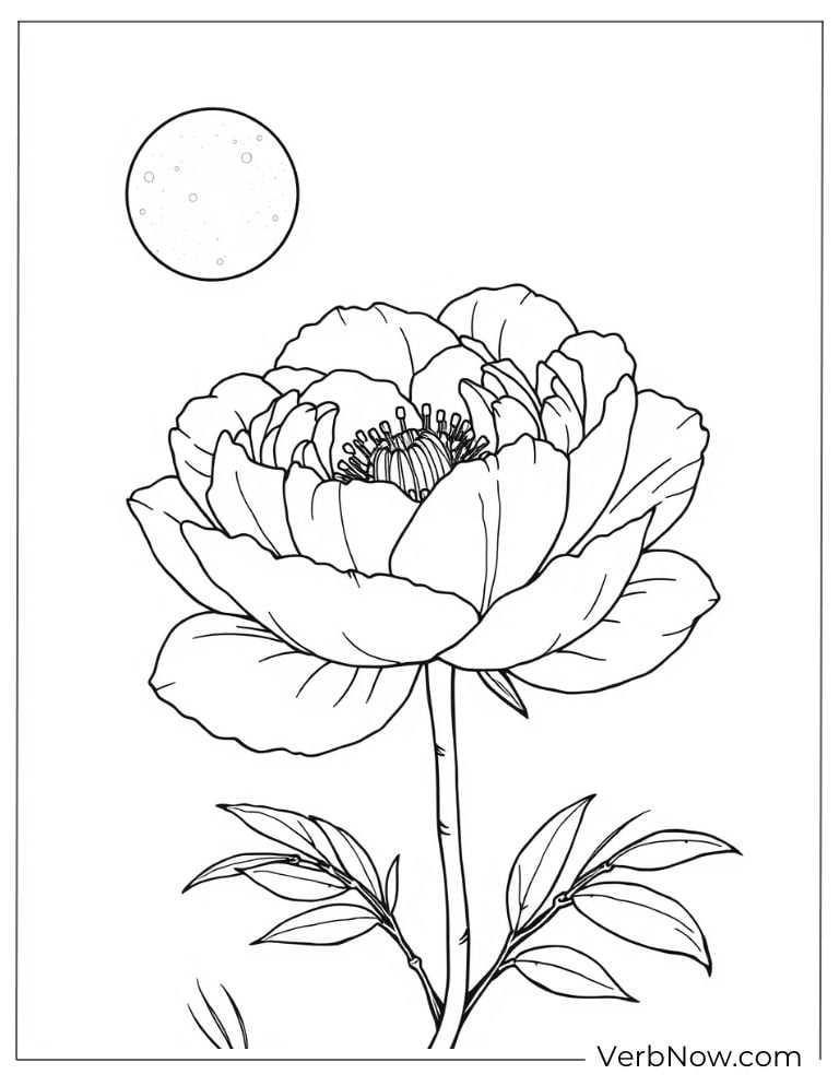 Blooming peony under the moonlight