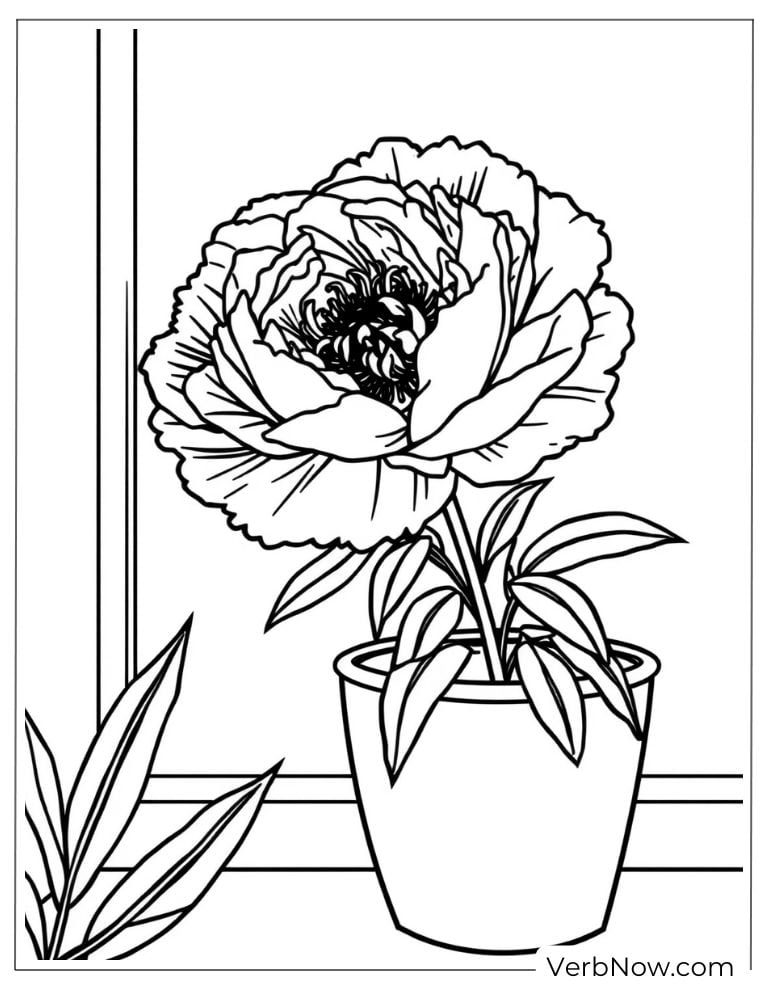 Potted peony blooming on a windowsill