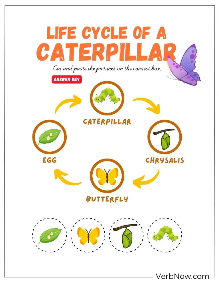 10+ Free Caterpillar Puzzles For Fun (100% Printable PDF) Caterpillar Life Cycle Worksheet Answer Key
