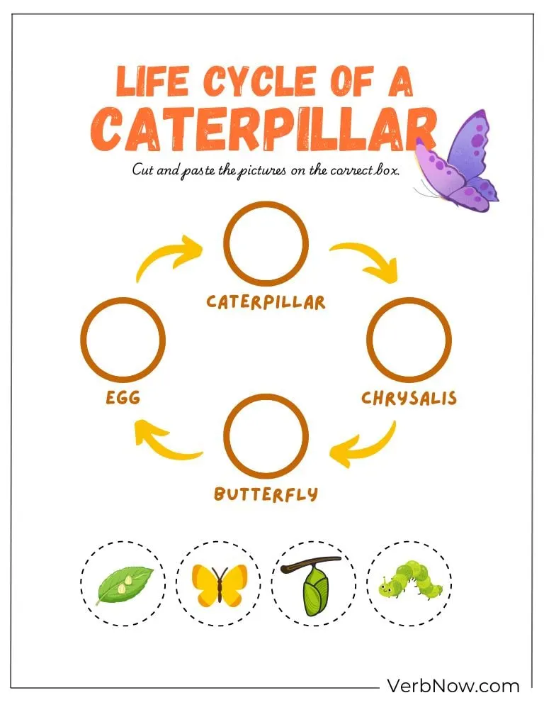10+ Free Caterpillar Puzzles For Fun (100% Printable PDF) Life Cycle of a Caterpillar & Butterfly Diagram